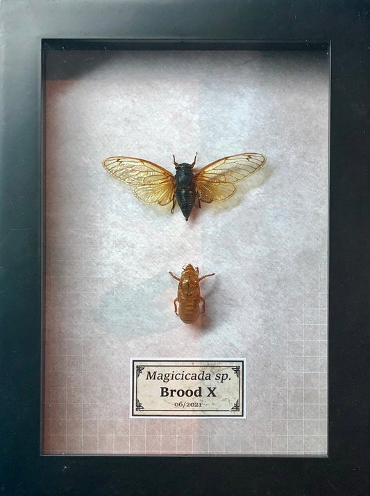 Brood X (2021) Cicada Framed