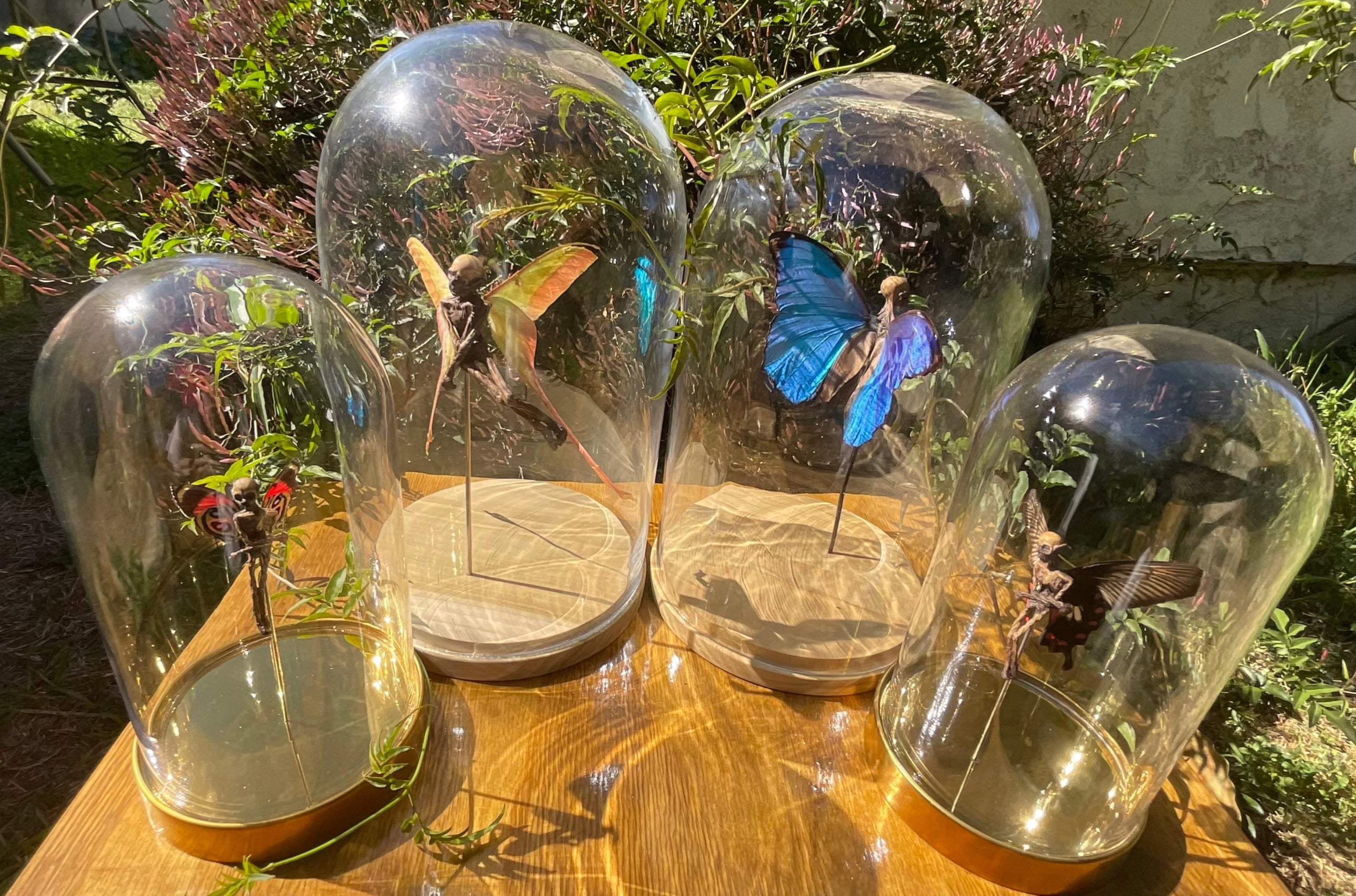 Insect Display Table Insect Displays – Crawly Curios