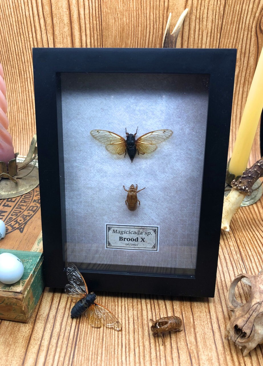 Brood X (2021) Cicada Framed