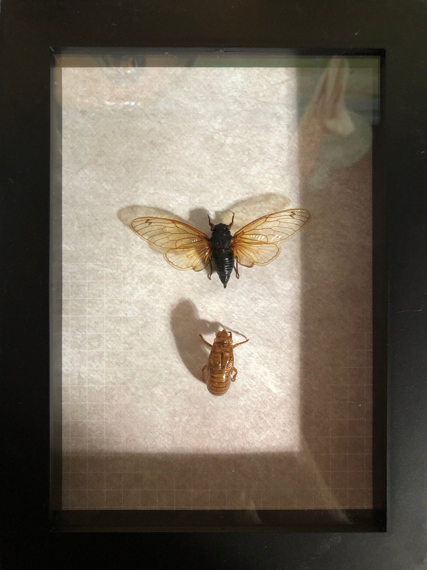 Brood X (2021) Cicada Framed